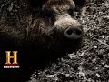 Wild Hogs in North Carolina's Blue Ridge Mountains