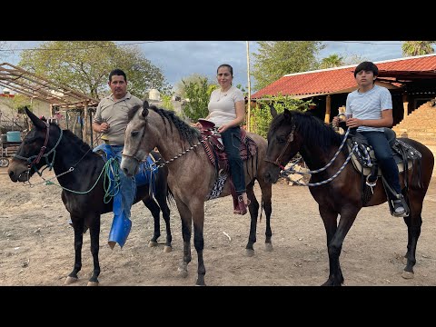 CONOSE NUESTROS NUEVOS CABALLOS Y SUS MONTURAS ￼