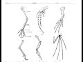 Homologous and Analogous Structures