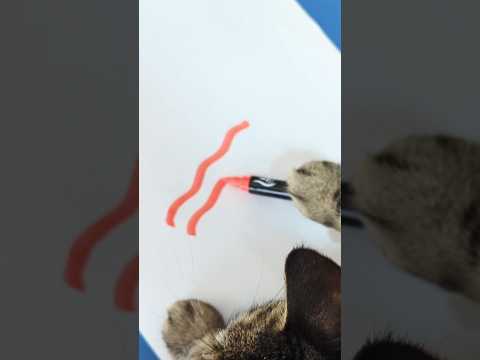 Penny is an artist! #talkingcat
