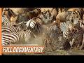 Born to Run: Survival Strategies of Young Animals