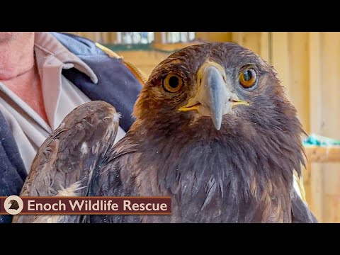 Golden Eagle Recovery & Release!