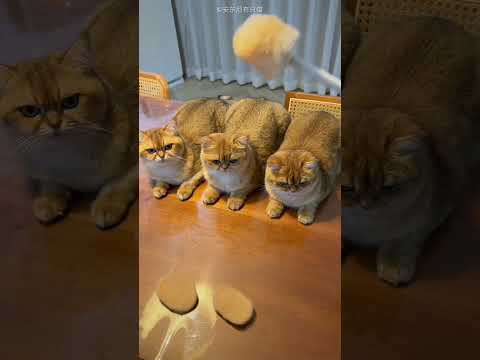 Man Made Hat from Cat Fur ๐โค๏ธ