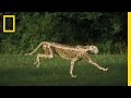 Cheetah's Adaptations and Abilities