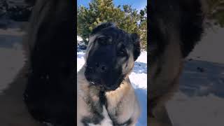 Daha fazlası için bizi takip edin ❤️❤️❤️ #Sivas #Kangal #TV