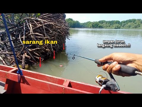 Tepat di sarangnya..!! Buruan dipancing kalau nemu akar pohon tumbang seperti ini