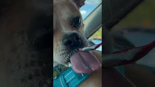 Rosie The French Bulldog Eats Superman Dairy Queen Blizzard. Will she fly like Krypto? #jamesgunn