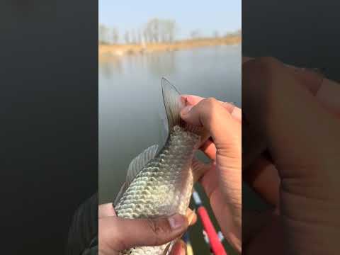 Peixe com verme todo cuidado é pouco