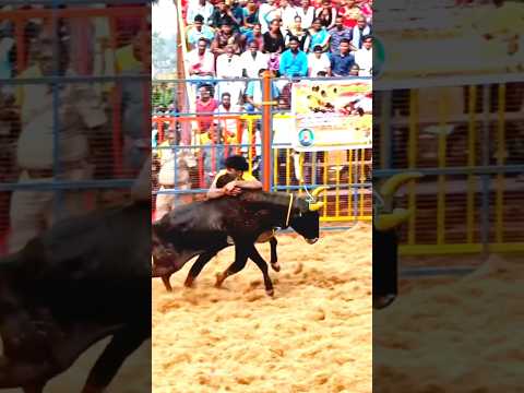 Jallikattu #jallikattu2025 #jallikattukalai #attur #kombuvachasingamda