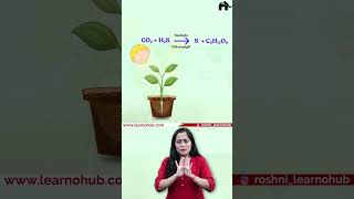 Cornelius van Niel’s demonstration on Photosynthesis | One shot with Roshni Mam #conceptcrystalclear