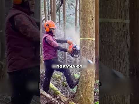 Русский валит 300 ДЕРЕВЬЕВ день🌲📅💪