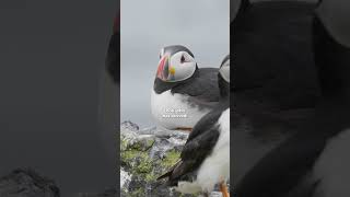 It’s puffin season in Iceland! 🪶🪺