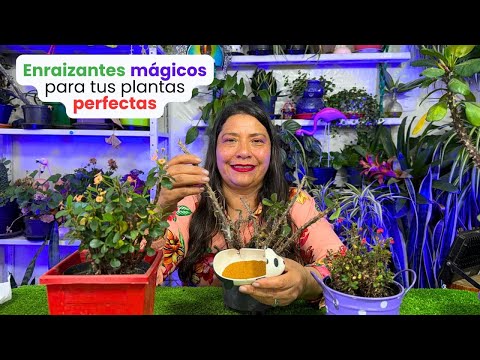 2 Enraizantes naturales para sacar raíces fácilmente garantizado