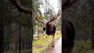 A deer that escaped death and became a member of the family