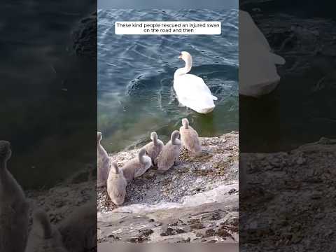 These kind people rescued an injured swan on the road and then #animalshorts #shortvideo
