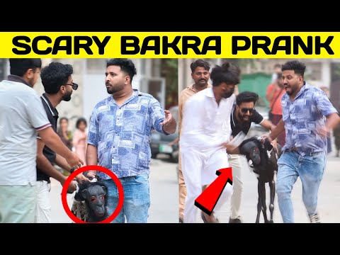 Scary Bakra Prank || Special Prank On Eid || by Sharik Shah and Iqbal Malik on @sharikshah