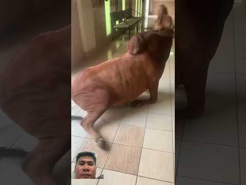 Nhìn cảnh con bò nầy rất tội nghiệp #animals #oddlysatisfying