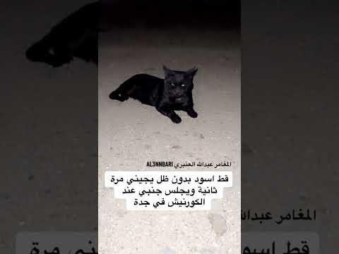 قط اسود بدون ظل يجيني للمرة الثانية عند الكورنيش في جدة