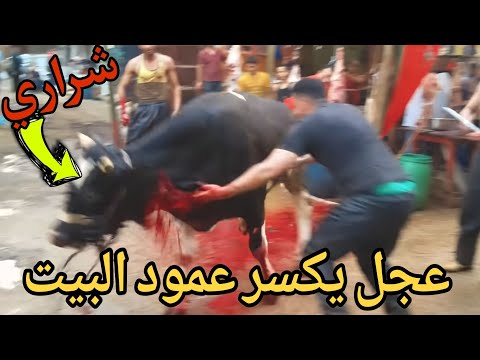 عجل يكسر عمود فيلا 9 ادوار في منطقه « ابو ظبي »👈 شاهد ماذا حصل قبل الحذف 😩