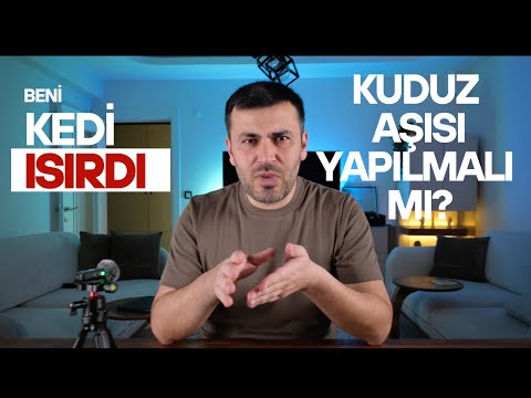 Sokak Kedisi Isırdıysa Ne Yapmalısın? - Kuduzdan korkmalı mıyız?