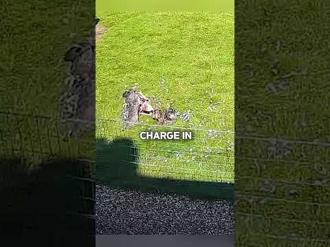Farm Animals Team Up to Defeat Hawk!