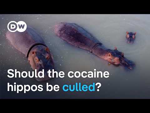 YouTube video thumbnail: Why Colombia's Cocaine Hippos Might Be Sent to a Private Zoo in India