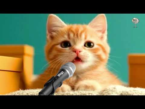 KUCING OREN SHOLAWATAN YA TARIM