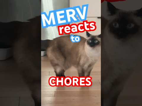 THE FULL UNDERPANTS VIDEO, WITH REACTiON #catsofyoutube #bagagwa #cat #nfl #homecoming #shortsfeed