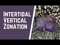 Intertidal Zone Organisms and Adaptations