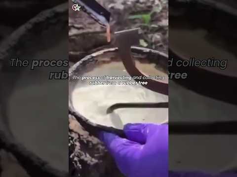 The process of harvesting and collecting rubber sap from a rubber tree 🌴
