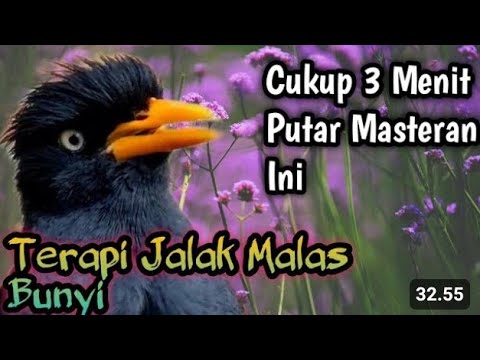 AWAS IKUT GACOR ‼️ MASTERAN JALAK KEBO GACOR terapi jalak malas bunyi