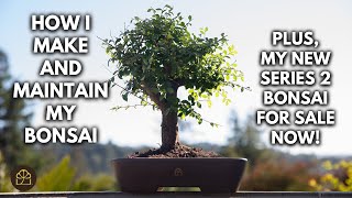 How My Bonsai Trees Are Made: Maintaining & Making My Bonsai