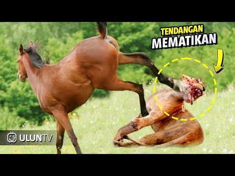 Singa ini Terkena Tendangan mematikan akibat Terlalu Nekat Berburu dan menganggu Kuda Liar