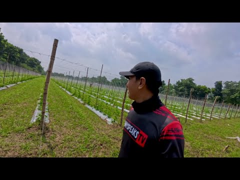 POSIBLE NGA BA KUMITA NG 1 MILLION SA 1HECTARE NA AMPALAYA