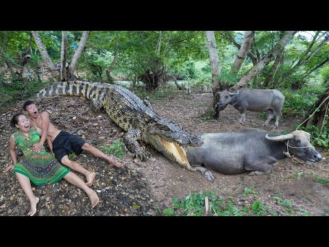 Primitive Technology: Cooking Crocodile - Survival in the forest meet Big Crocodile vs Buffalo