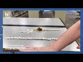 Exploring Potential and Kinetic Energy with Dominoes