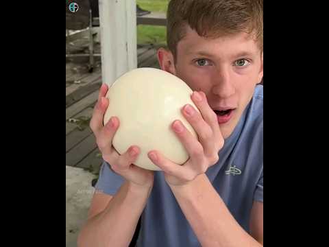 🔥क्या अंडे को हाथ लगाने से चिड़िया उसे फोड़ देती है? 3 Crazy Facts. #shorts #shortfeed #egg