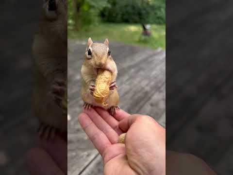 Cute Chipmunk & Long Peanut