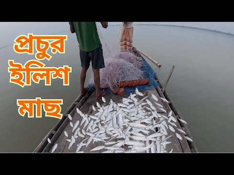 এক টানে ১৯ ইলিশ মাছ ধরা পড়লো! পদ্মা নদীর তাজা ইলিশ মাছের ভিডিও Live Hilsha Fish Catching