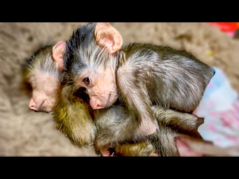 ТАКАЯ МИЛОТА! Степашка укладывает спать мышонка-Манюню)))