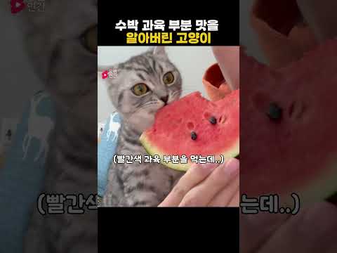 수박 과육 맛을 알아버린 고양이