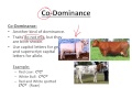 Genetics: Dominance and Phenotypes