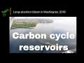 Carbon Cycle Dynamics and Impacts