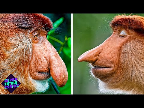 10 Peores Evoluciones Del Reino Animal