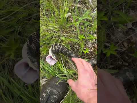 Look At The PERSONALITY On This Snake!