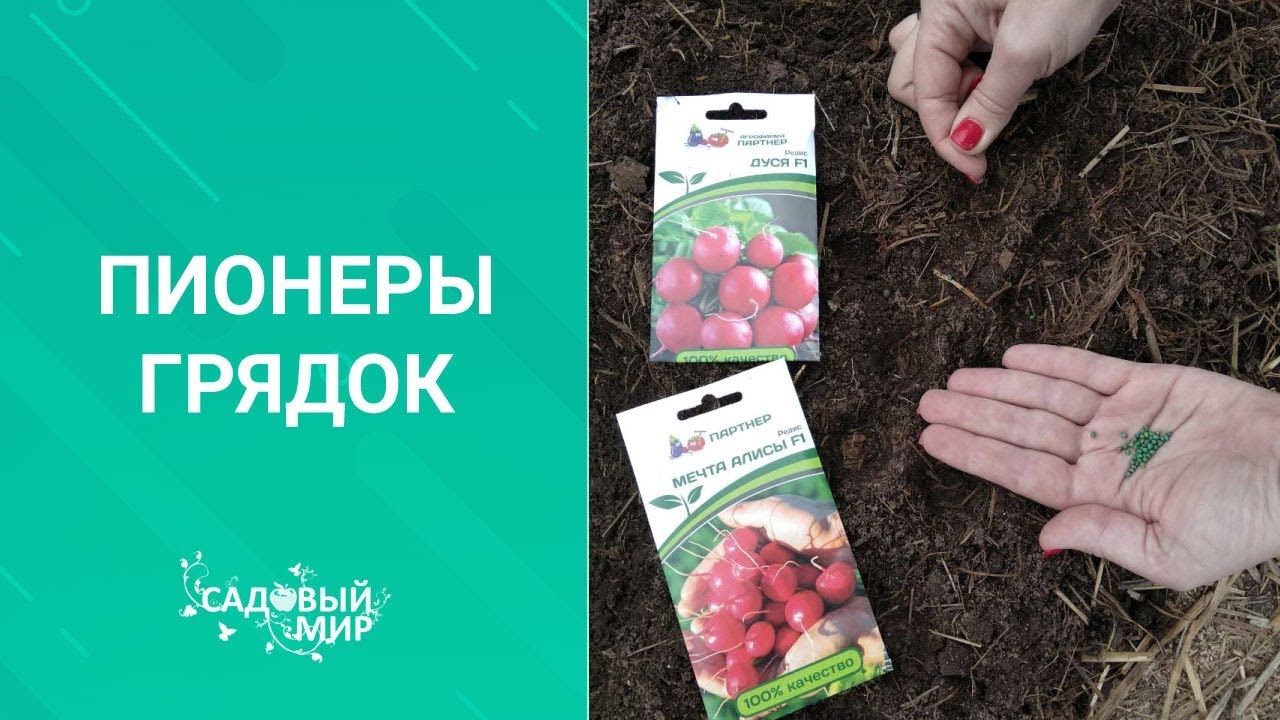Ранний посев редиса в марте в теплицу. Первая окрошка и витаминные салатики)