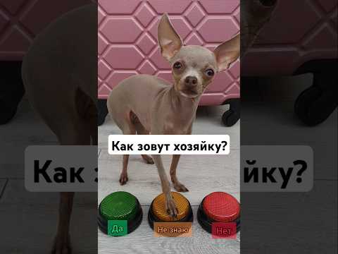 Рубина забыла, когда у неё день рождения? #toyruby #shorts