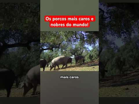 Os porcos mais caros e nobres do mundo!