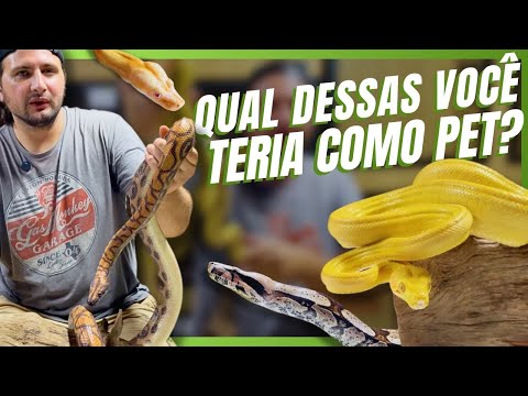 QUAL O MELHOR BOÍDEO PARA VOCÊ TER COMO PET?