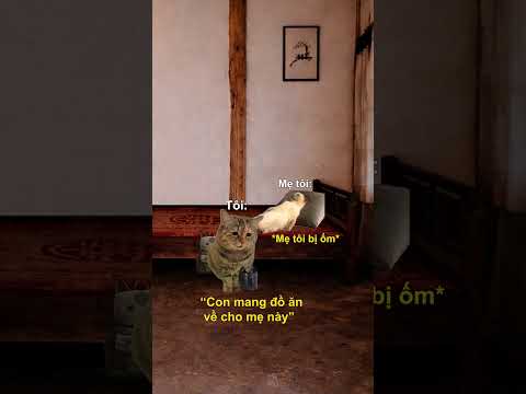 Khi tôi bị hiểu lầm #catmemes #memes